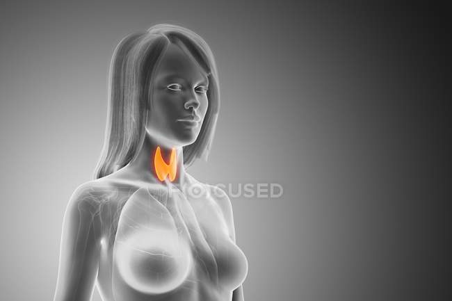 Ghiandole tiroidee in corpo femminile astratto, illustrazione del computer
. — Foto stock