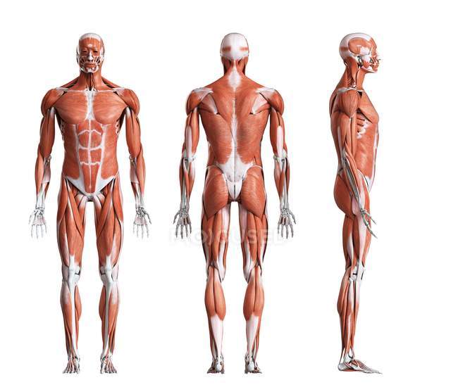 Ilustración digital compuesta de la musculatura masculina en la vista delantera, trasera y lateral
. - foto de stock