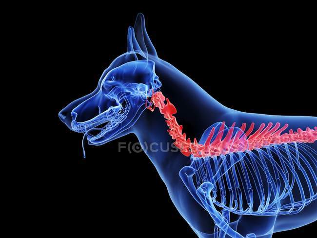Silhouette del cane con spina dorsale di colore rosso su sfondo nero, illustrazione digitale
. — Foto stock