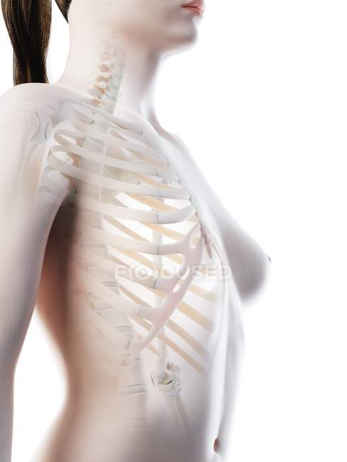 Abstrakte weibliche Brustkorbknochen, Computerillustration. — Stockfoto