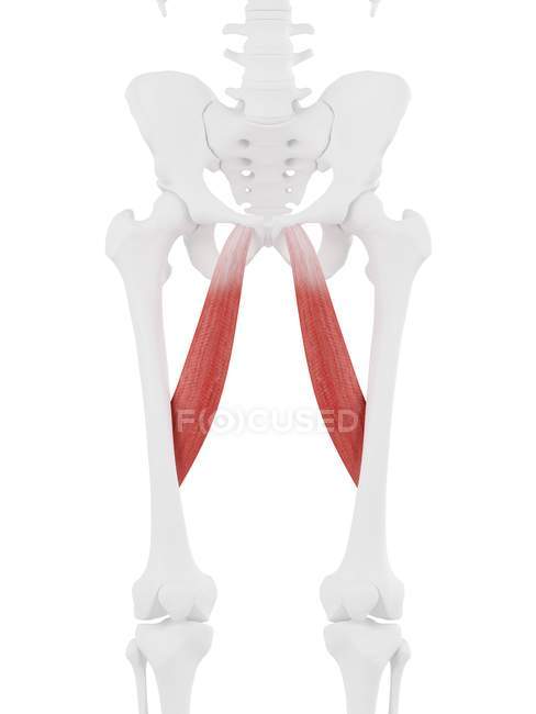 Часть скелета человека с подробным красным аддуктором длинная мышца, цифровая иллюстрация
. — стоковое фото
