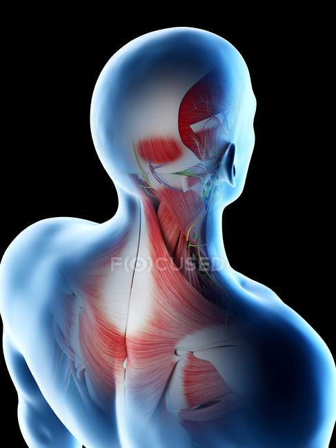 Muscoli maschili della schiena, del collo e della testa, illustrazione computerizzata . — Foto stock