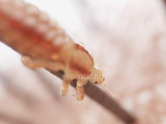 Head louse on human hair, digital illustration. — Stock Photo