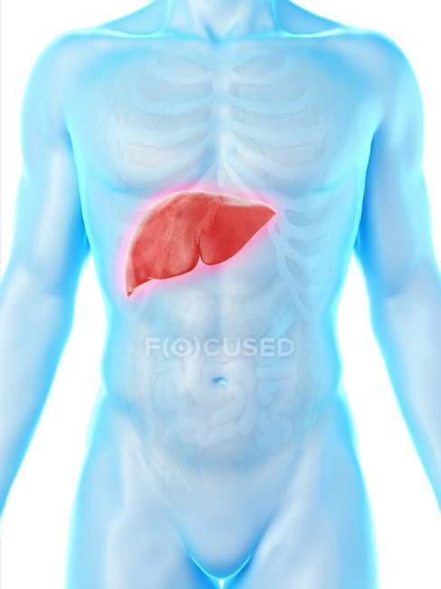 Анатомія печінки в силуеті чоловічого тіла, цифрова ілюстрація . — стокове фото