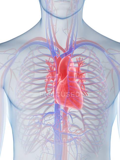 Серцева анатомія чоловічої грудної клітки, комп'ютерна ілюстрація.. — стокове фото