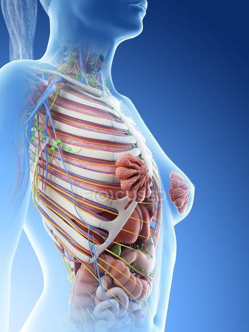 Женская анатомия верхней части тела и внутренних органов, компьютерная иллюстрация
. — стоковое фото