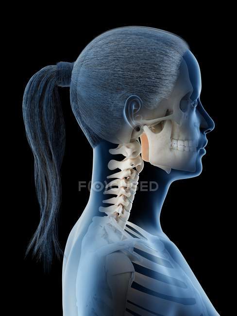 Female head and neck anatomy and skeleton, computer illustration. — Stock Photo