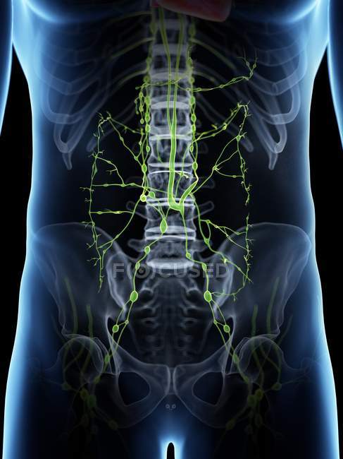 Чоловіча абдомінальна лімфатична система анатомія, цифрова ілюстрація . — стокове фото