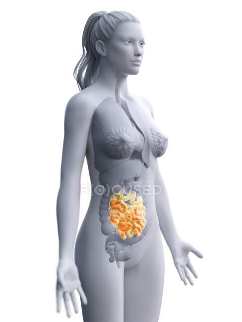 Silhouette féminine avec intestin grêle visible, illustration numérique . — Photo de stock