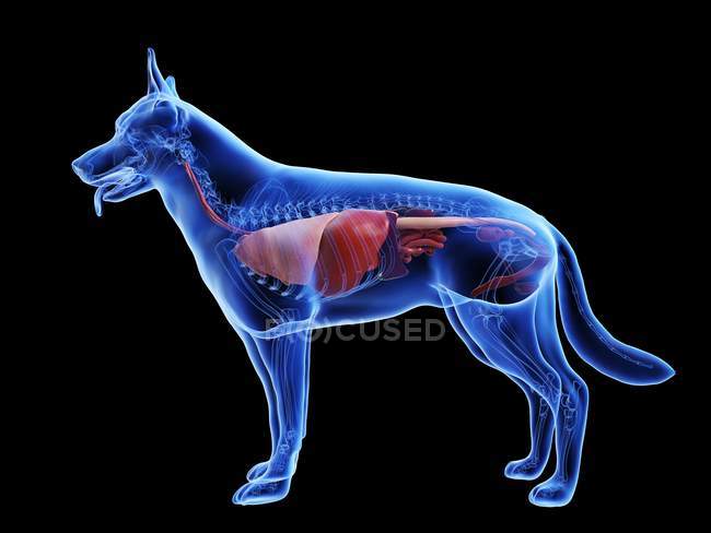Anatomie du chien avec organes visibles sur fond noir, illustration numérique
. — Photo de stock