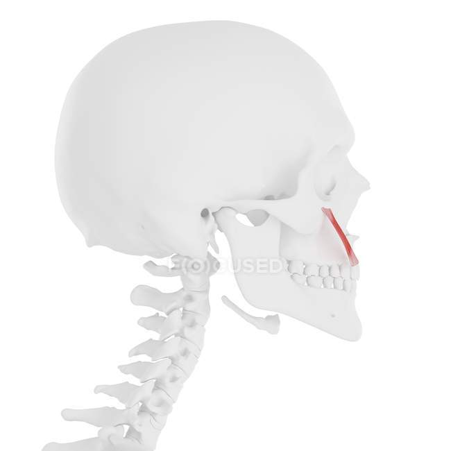 Modelo de esqueleto humano con detallado músculo menor de Zygomaticus, ilustración por computadora . - foto de stock