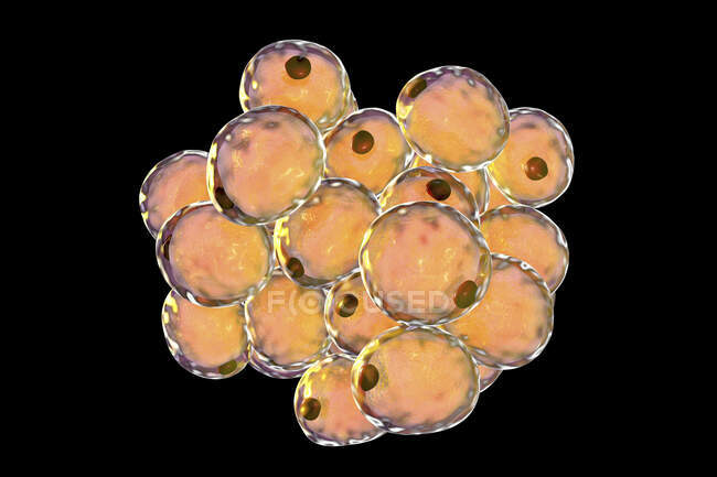 Fat cells, computer illustration — Stock Photo
