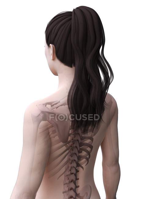 Weibliche Körpersilhouette mit sichtbarem Skelett, digitale Illustration. — Stockfoto