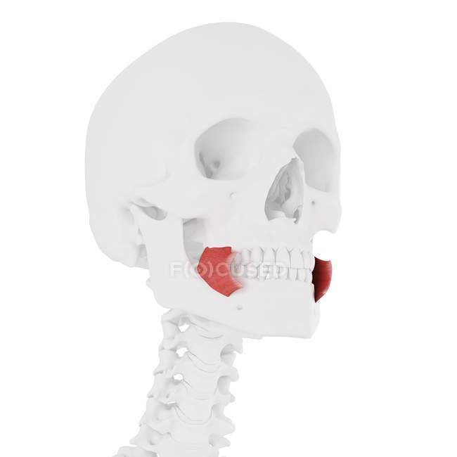 Череп человека с подробным красным Buccinator мышцы, цифровая иллюстрация
. — стоковое фото