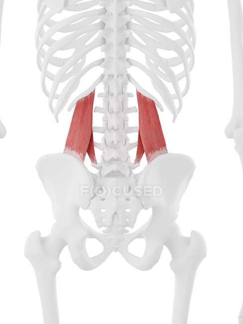 Человеческий скелет с красным цветом Quadratus lumborum мышцы, цифровая иллюстрация
. — стоковое фото