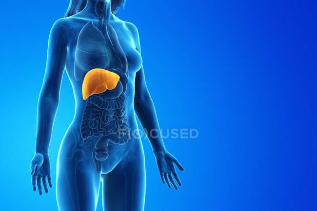 Female silhouette with detailed liver on blue background, computer illustration. — Stock Photo
