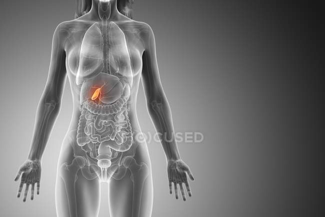 Vesícula biliar en cuerpo femenino abstracto sobre fondo gris, ilustración por ordenador . - foto de stock
