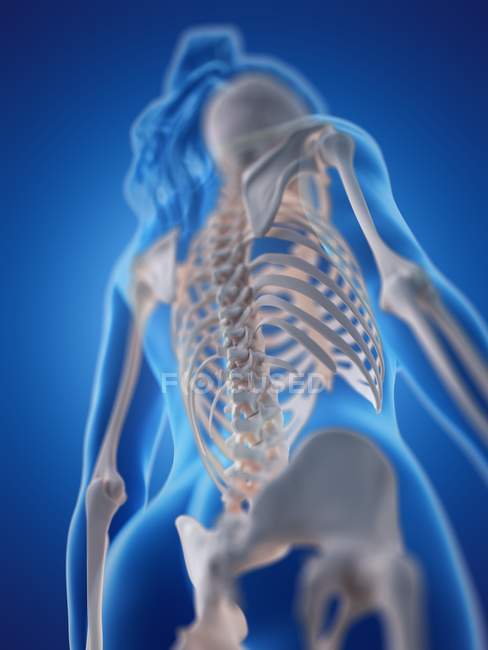 Low angle view of spine in female body, computer illustration. — Stock Photo