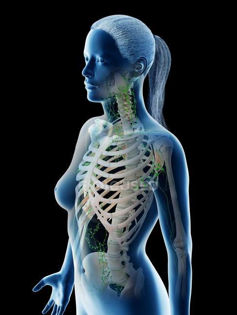 Жіноча лімфатична система верхнього тіла.. — стокове фото