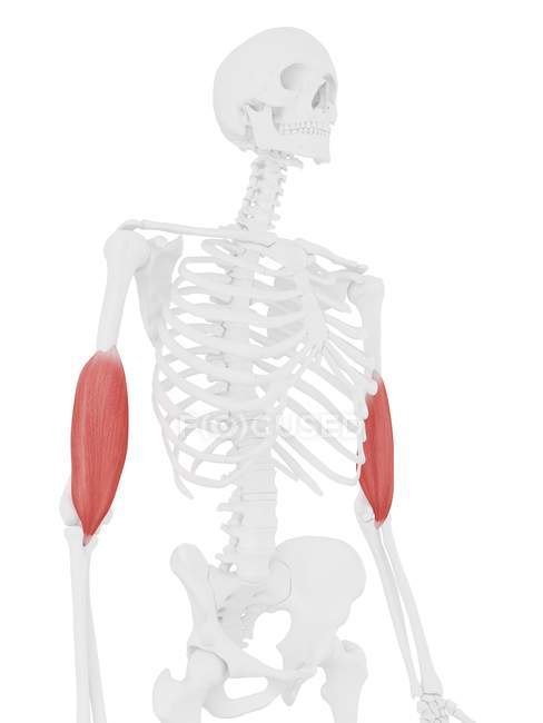 Parte del esqueleto humano con músculo braquial rojo detallado, ilustración digital . - foto de stock
