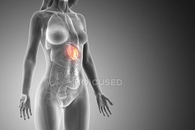 Leuchtende Milz im weiblichen Körper, digitale Illustration. — Stockfoto