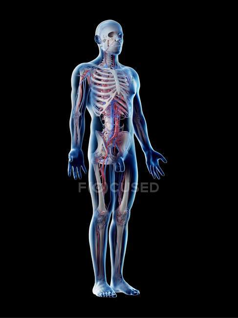 Cuerpo masculino con esqueleto visible y sistema vascular, ilustración por ordenador
. - foto de stock