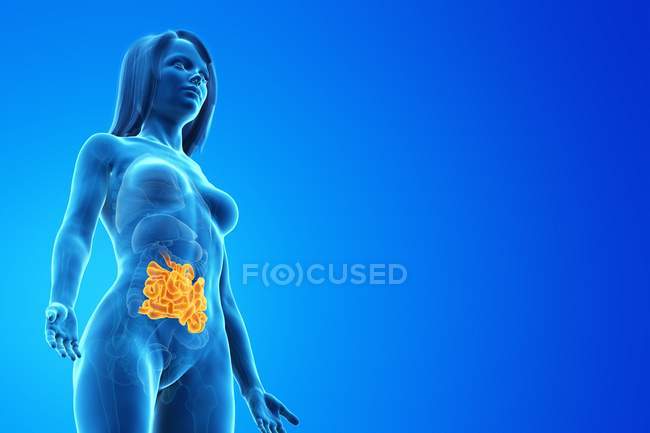 Female silhouette with visible small intestine, digital illustration. — Stock Photo
