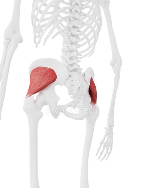 Esqueleto humano com músculo glúteo mínimo vermelho detalhado, ilustração digital . — Fotografia de Stock