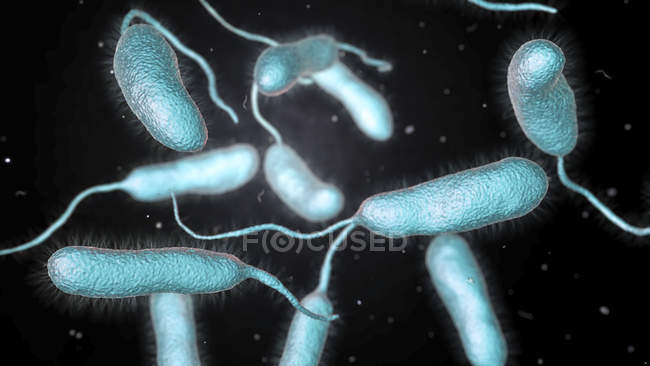 Vibrio vulnificus bacteria found in sea water, colored computer illustration. — Stock Photo