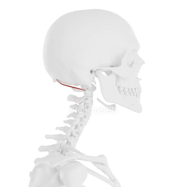 Human skeleton with red colored Obliquus superior capitis muscle, digital illustration. — Stock Photo