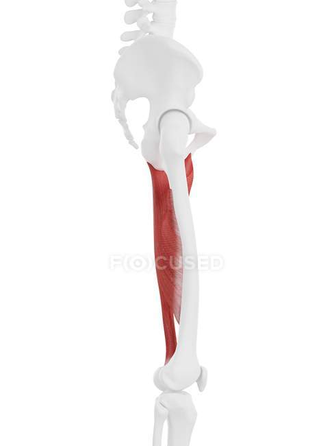 Human skeleton part with detailed red Adductor magnus muscle, digital illustration. — Stock Photo