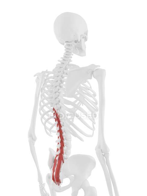 Human skeleton with red colored Multifidus muscle, digital illustration. — Stock Photo