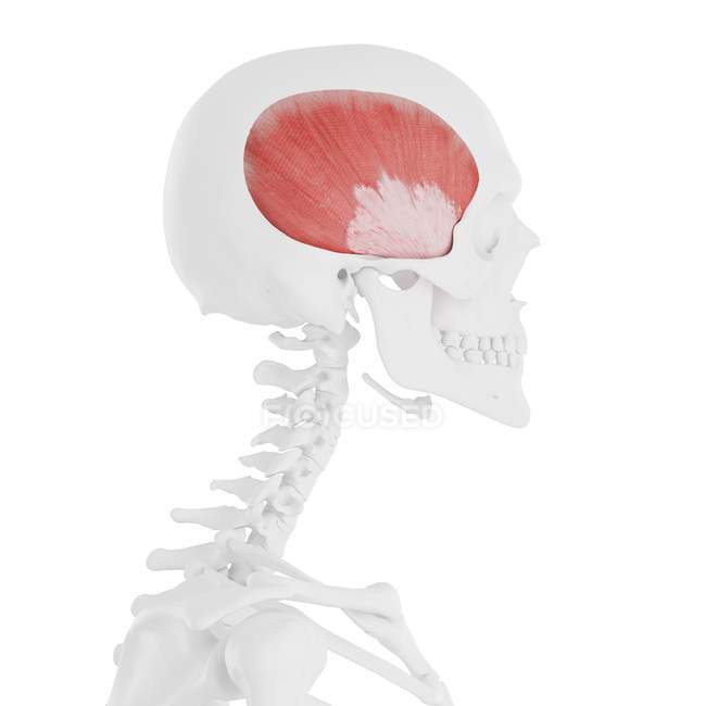 Menschliches Skelettmodell mit detailliertem Temporalismuskel, Computerillustration. — Stockfoto