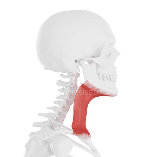 Esqueleto humano con músculo Platysma rojo detallado, ilustración digital . - foto de stock
