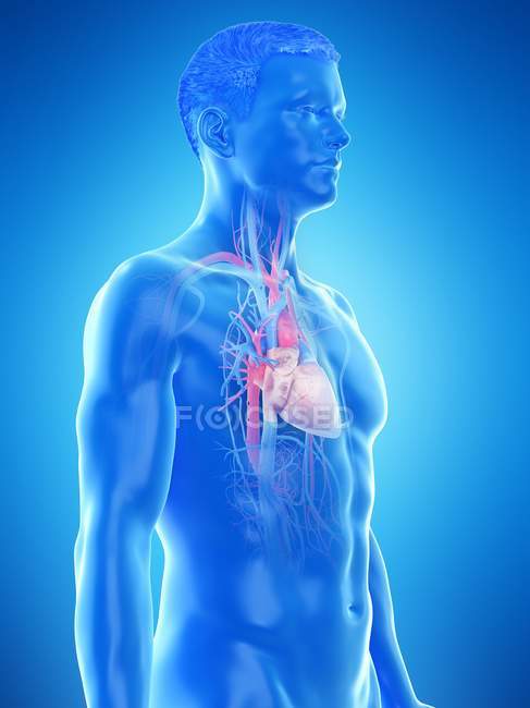 Silhouette du corps masculin montrant l'anatomie cardiaque, illustration par ordinateur . — Photo de stock
