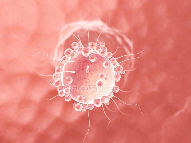 Illustrazione concettuale digitale della fecondazione di ovociti con spermatozoi . — Foto stock