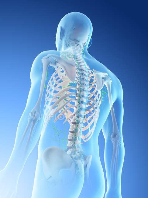 Anatomischer Männerkörper mit Skelett und Lymphsystem, digitale Illustration. — Stockfoto