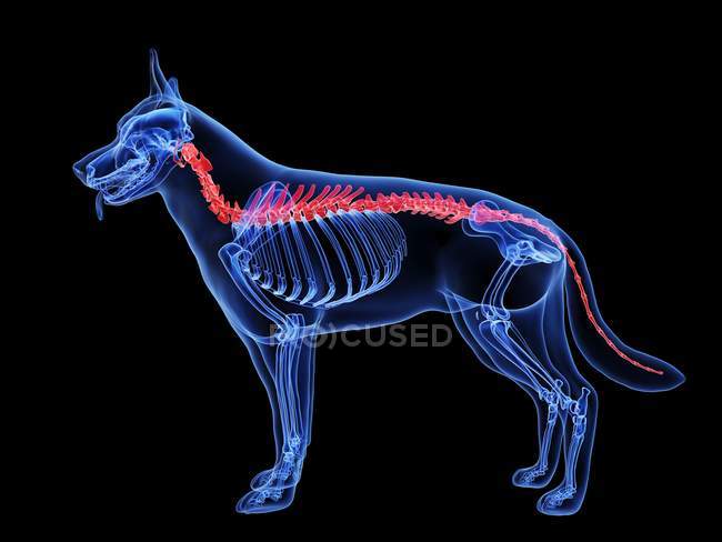 Dog silhouette with red colored spine on black background, digital illustration. — Stock Photo