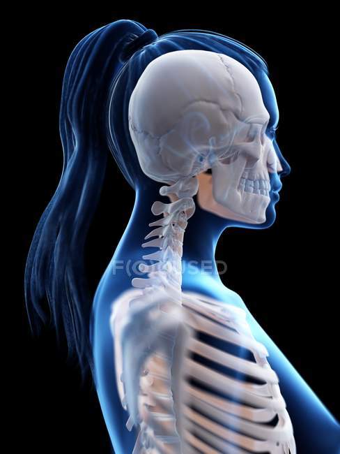 Anatomie de la tête et du cou et système squelettique féminins, illustration par ordinateur . — Photo de stock