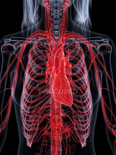 Жіноче тіло з видимою судинною системою, цифровий малюнок.. — стокове фото