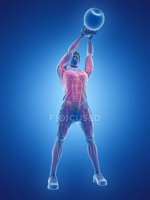 Musculature de l'homme faisant de l'entraînement kettlebell, illustration numérique conceptuelle
. — Photo de stock