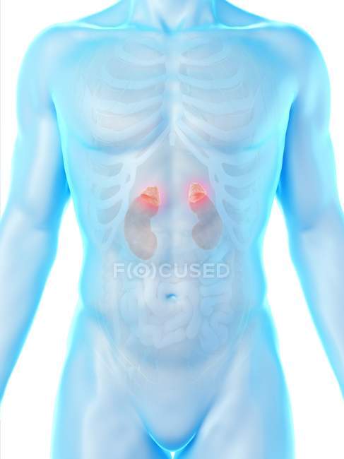 Anatomia masculina com rins coloridos visíveis, ilustração computacional
. — Fotografia de Stock