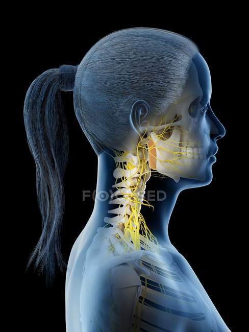 Нервная система женской шеи, компьютерная иллюстрация . — стоковое фото