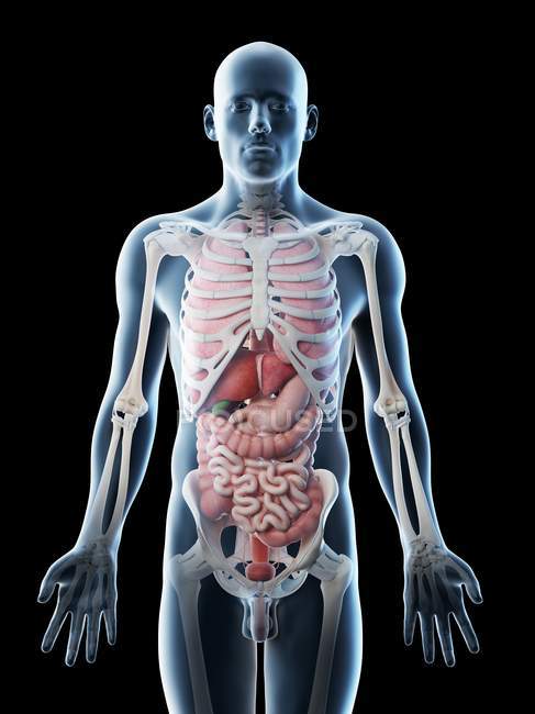 Transparent Body Model Showing Male Anatomy And Internal Organs