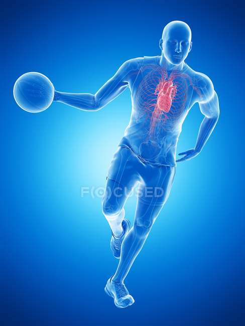 Anatomía del jugador de baloncesto con corazón visible, ilustración por ordenador . - foto de stock