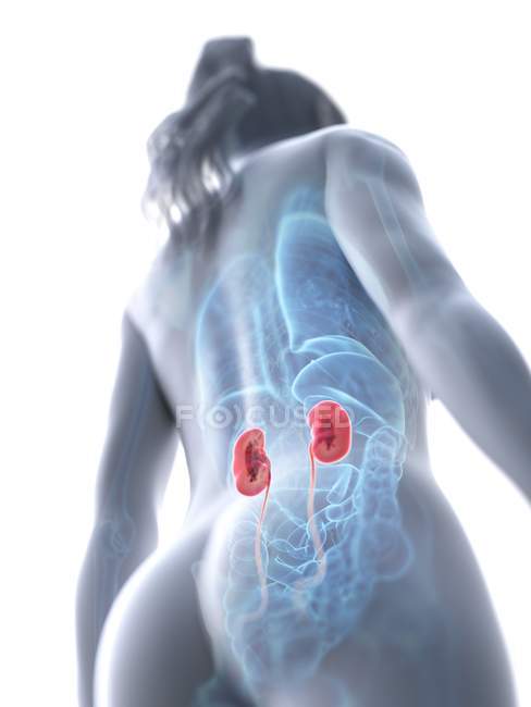 Низький кут зображення жіночого тіла з кольоровими нирками, комп'ютерна ілюстрація. — стокове фото