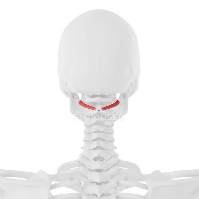 Menschliches Skelett mit rot gefärbtem obliquus inferior capitis Muskel, digitale Illustration. — Stockfoto