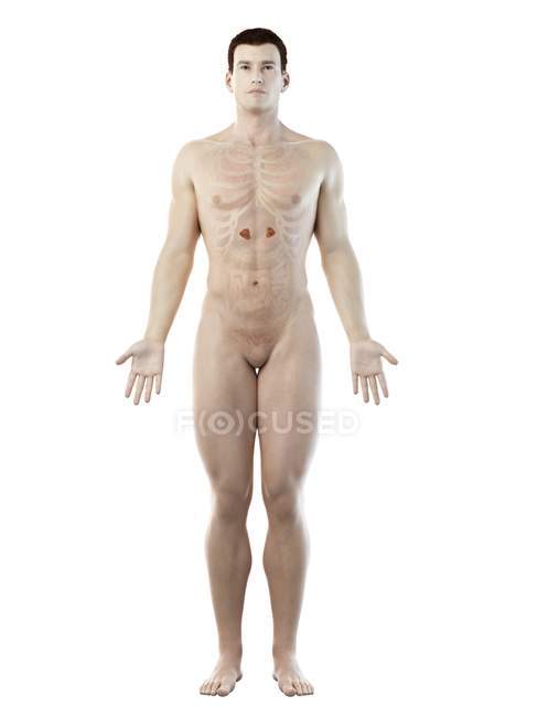 Cuerpo masculino con glándulas suprarrenales, ilustración por ordenador . - foto de stock