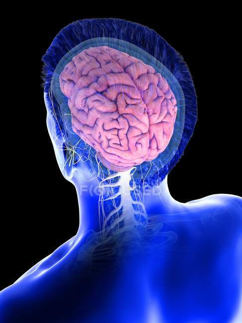 Анатомія чоловічого тіла з видимим мозком, цифрова ілюстрація. — стокове фото