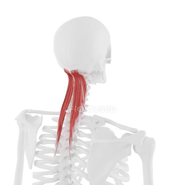Human skeleton with red colored Semispinalis capitis muscle, digital illustration. — Stock Photo